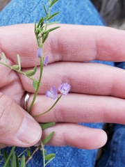 Vicia tetrasperma