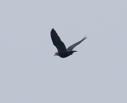 Pinon's Imperial Pigeon (Ducula pinon), photo 3