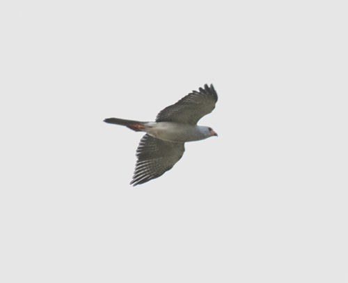 Accipiter poliocephalus observed 2026-06-19