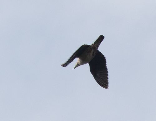 Zoe's Imperial Pigeon (Ducula zoeae), photo 9