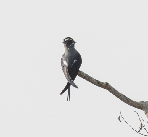 Moustached Treeswift (Hemiprocne mystacea), photo 3