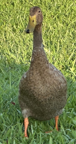 Anas platyrhynchos observed 2026-07-30