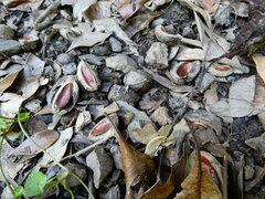 Elaeocarpus bancroftii