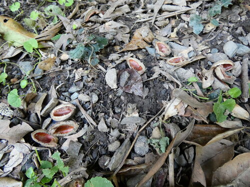 Elaeocarpus bancroftii, photograph 1