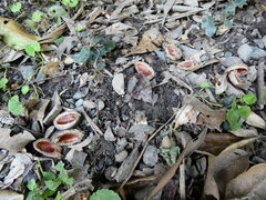 Elaeocarpus bancroftii, photograph (c) Steve Fitzgerald, some rights reserved (CC BY-SA)