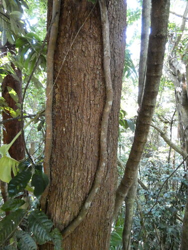Elaeocarpus bancroftii, photograph 2