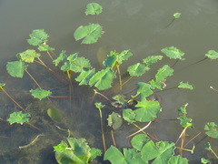 Nymphaea odorata