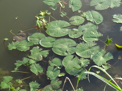 Nymphaea odorata