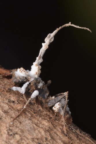 Perennicordyceps