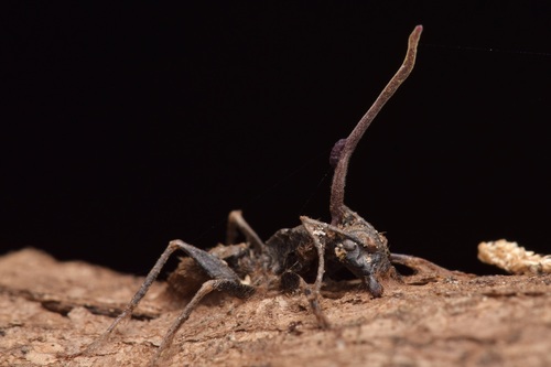 Ophiocordyceps kimflemingiae