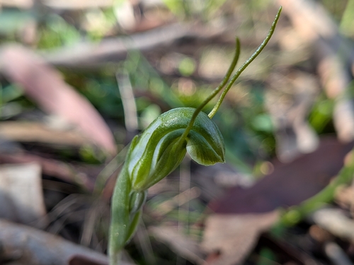 dwarf greenhood