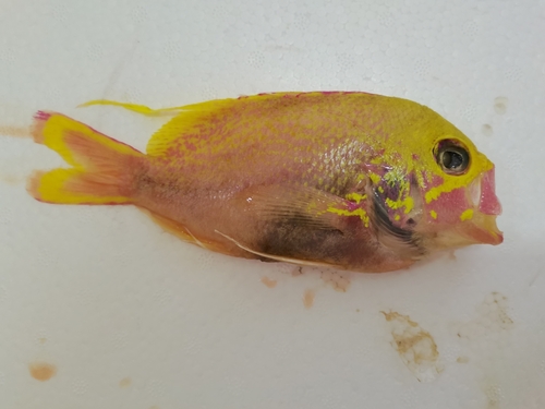Katayama's anthias (Odontanthias katayamai) — Serranidae — 3