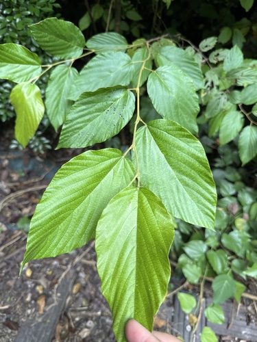 Flemingia strobilifera observed 2026-07-31