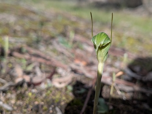 Trim Greenhood