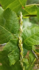 Melica californica