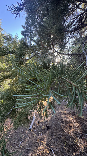 white fir