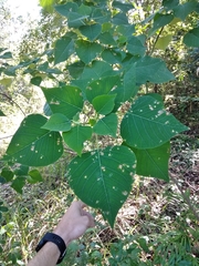 Homalanthus populifolius