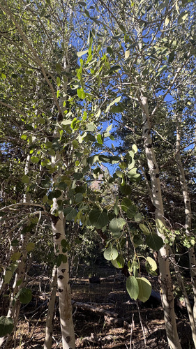 quaking aspen