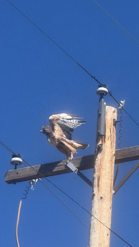Western Red-tailed Hawk
