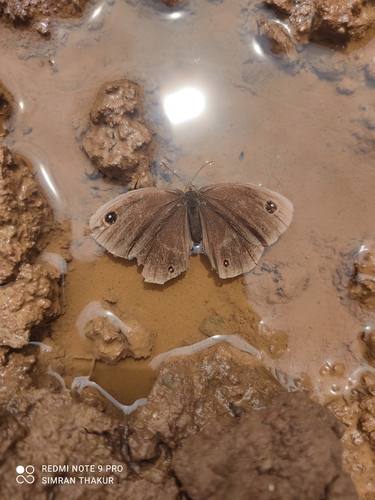 common argus