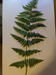 Dryopteris × triploidea