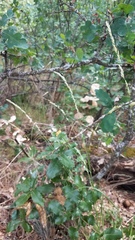 Melica californica