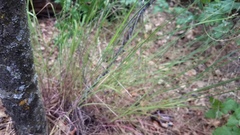 Melica californica