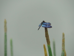 Zenithoptera lanei