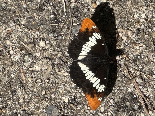 iNaturalist observation photo of Lorquin's Admiral
