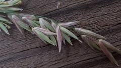 Melica californica