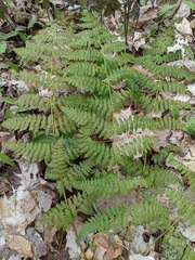 Dryopteris × triploidea