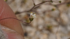 Nemacladus sigmoideus