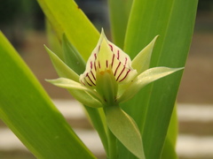 Prosthechea madrensis