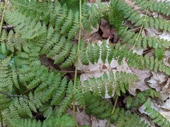 Dryopteris × triploidea