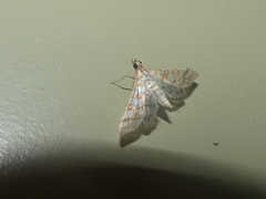 Epipagis fenestralis