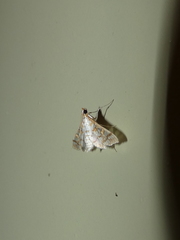 Epipagis fenestralis