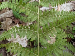 Dryopteris × triploidea