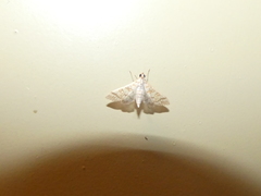 Epipagis fenestralis