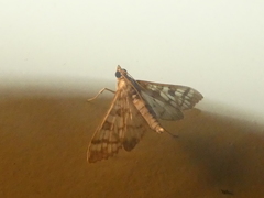 Epipagis fenestralis