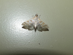 Epipagis fenestralis