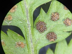 Dryopteris × triploidea