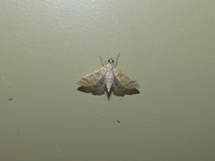 Epipagis fenestralis