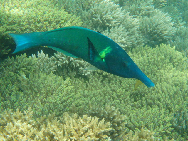 Bird Rass Fish Bird Wrasse (Heron Island Fish) · iNaturalist