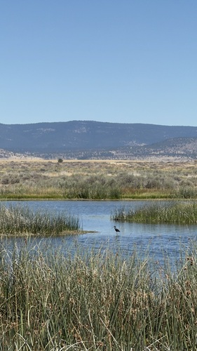White-faced Ibis