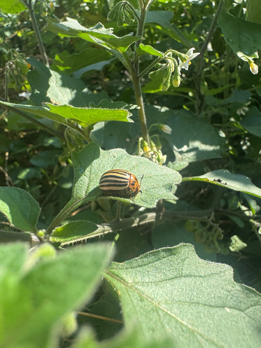 Colorado Potato Beetle