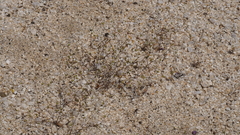 Nemacladus sigmoideus