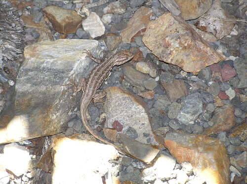 iNaturalist observation photo of Common Sagebrush Lizard