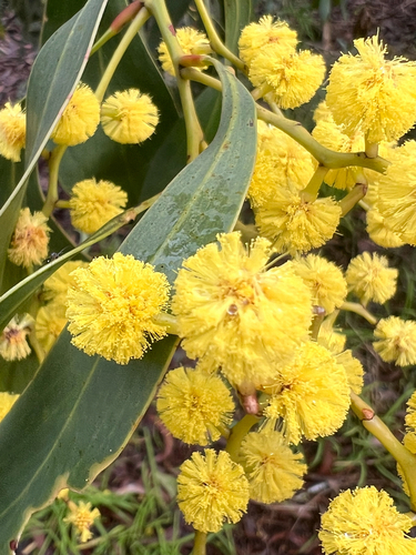 Golden Wattle