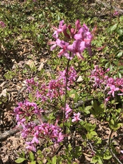 Rhododendron prinophyllum
