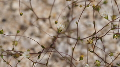 Nemacladus sigmoideus